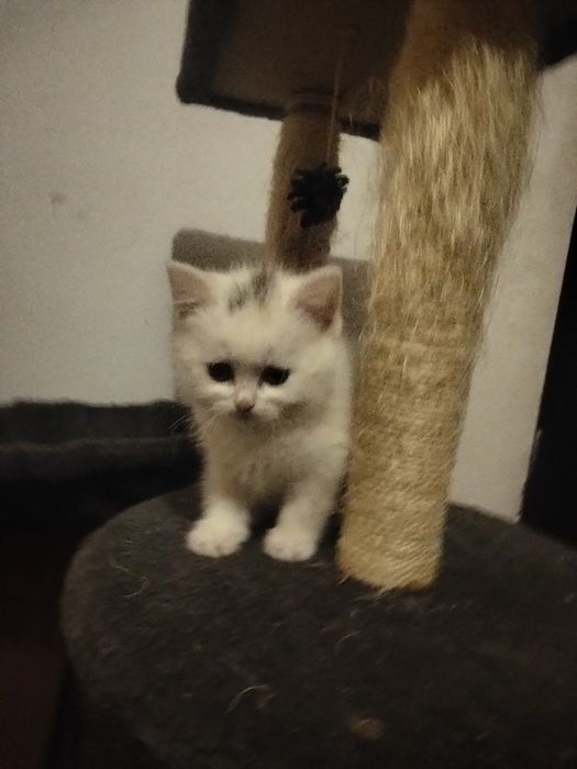 Ангорові кошенята дівчатка