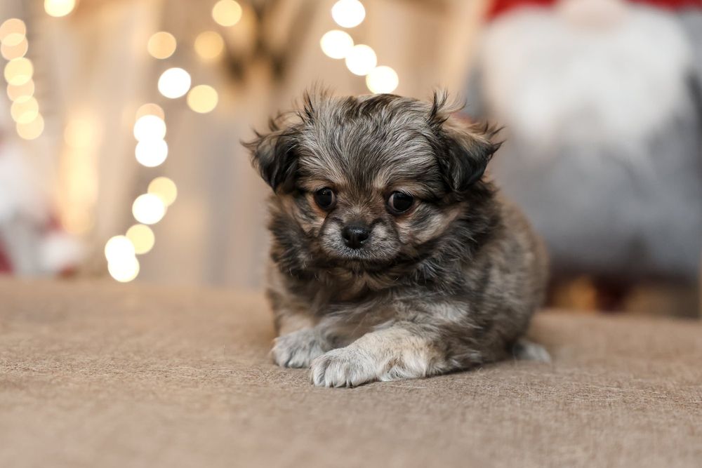 Chihuahua długowłosa suczka