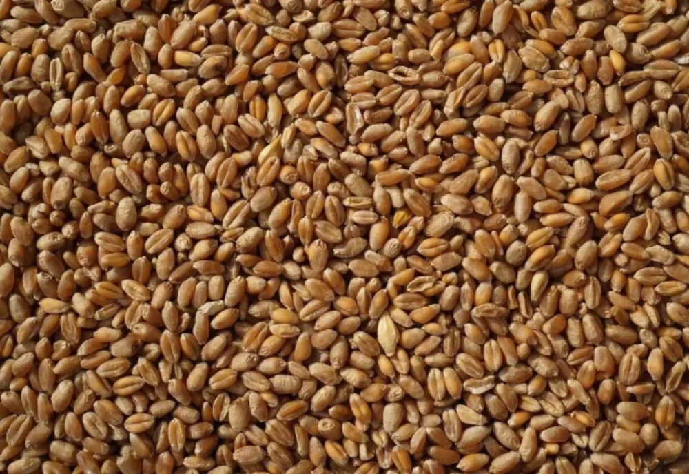 Продам пшеницю урожаю 2026 року