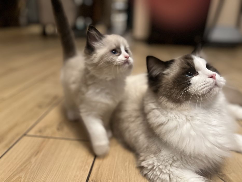 Ragdoll piekny do odbioru w sierpniu