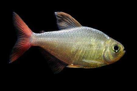 Bystrzyk Kolumbijski Alb