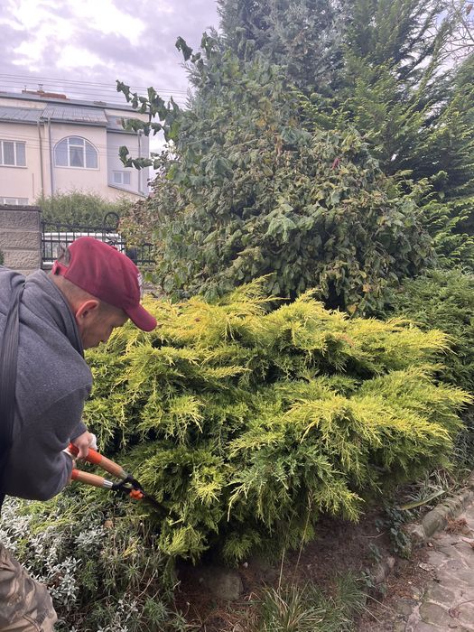 Обрізка видалення дерев, зріз аварійних, чистка ділянок