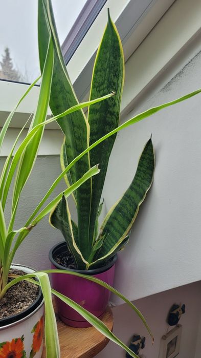 Kwiaty domowe różne