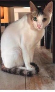 Gatinhos para adoção