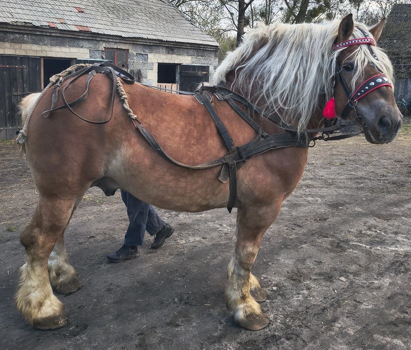 Ogier sokólski programowy