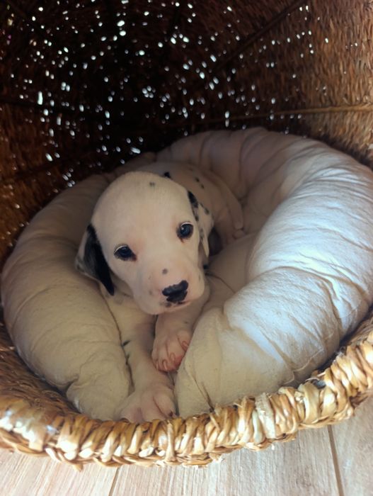Dalmata bebés puros