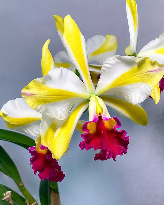 Orquídea Cattleya Happy Holidays