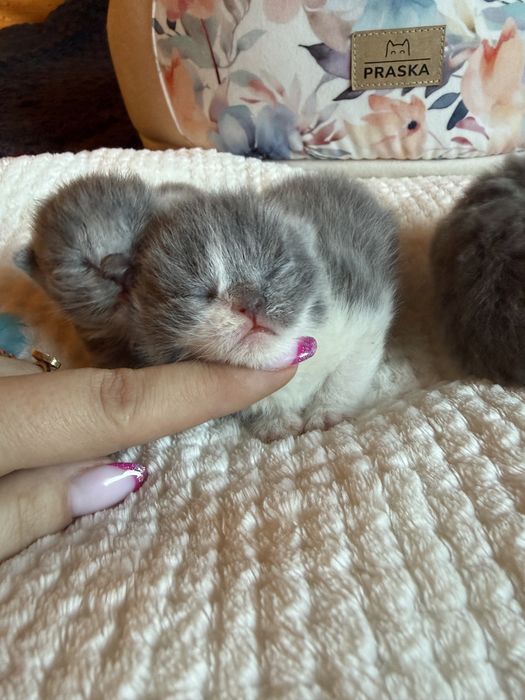 Miot” O „Kropla Oceanu *PL Shk/WCF