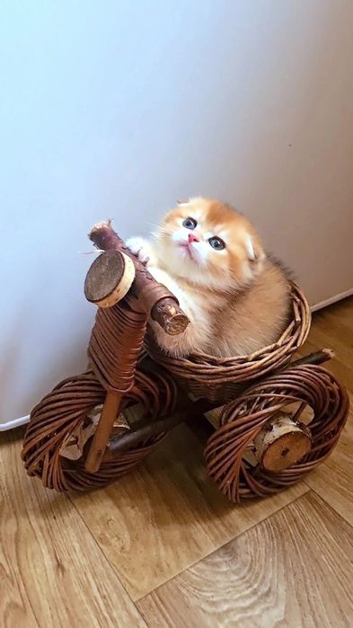 Самый красивый мальчик