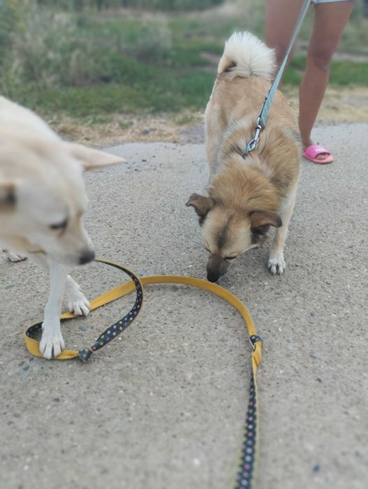 Bianka i Amur - dwa małe psy szukają domu. Adopcja
