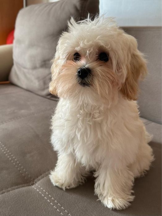 Мальтипу F1 міні