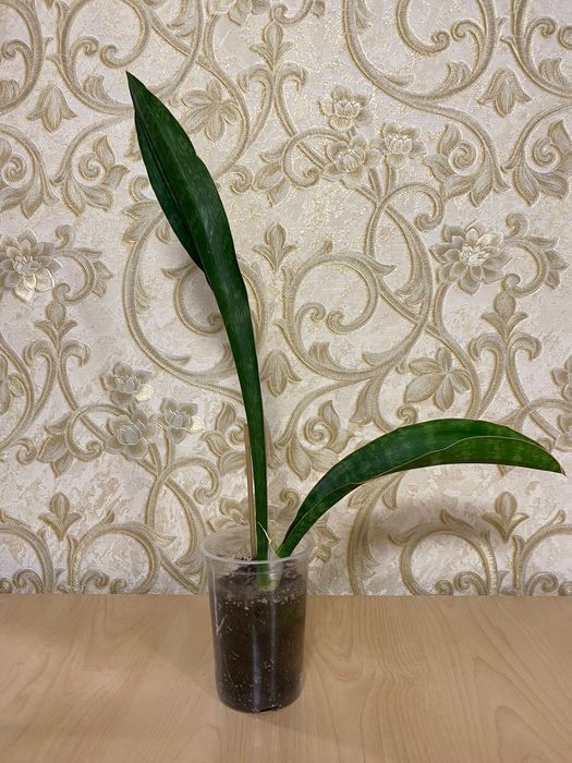 Сансевіерії продам