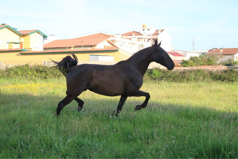 Lusitana pontuada gestante palomino