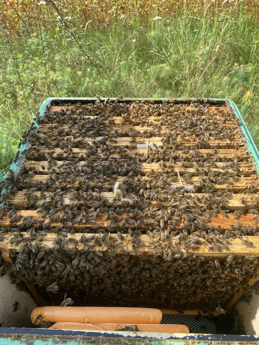 Odkłady pszczele Buckfast Meda 5 ramkowe wielkopolskie