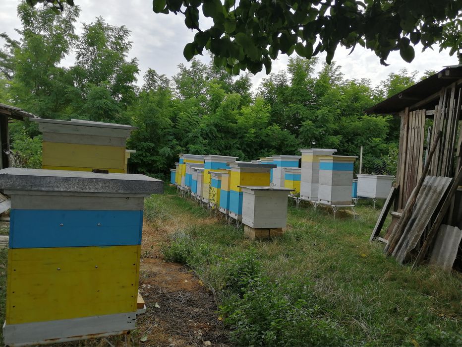 Продам майский мёд