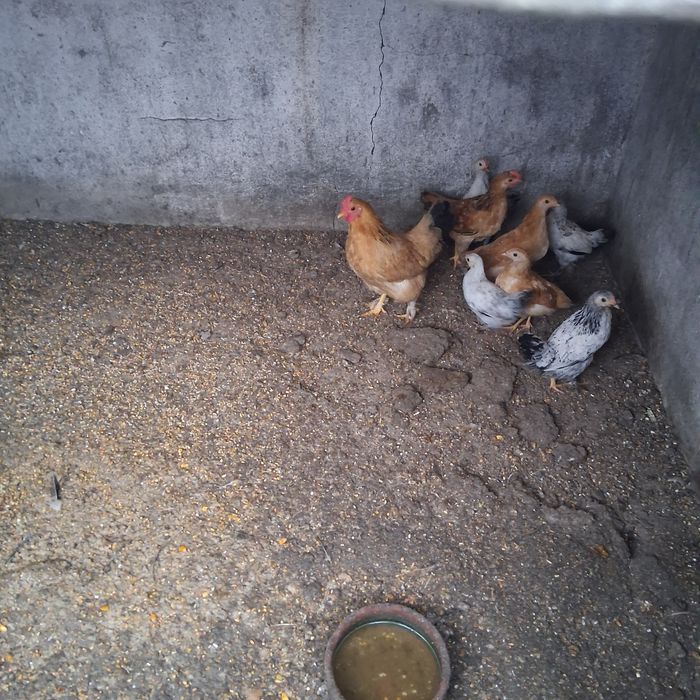 Garnisé com 7 pintos