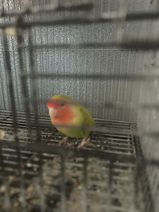 Agaporni e Periquita Inglesa