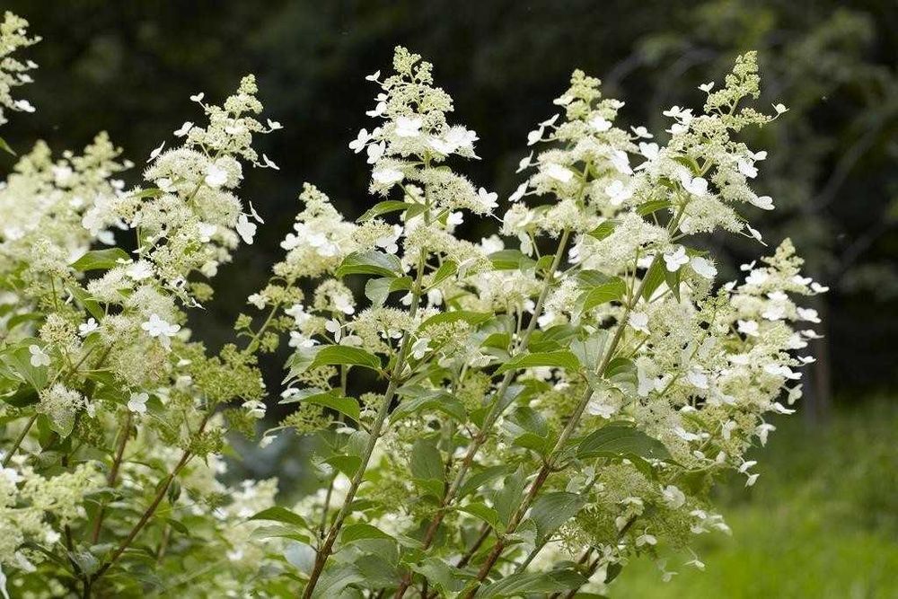 P9 Hortensja bukietowa kyush