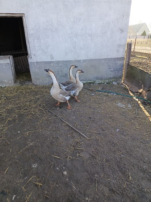 Gęsi kubańskie gąski gąsior