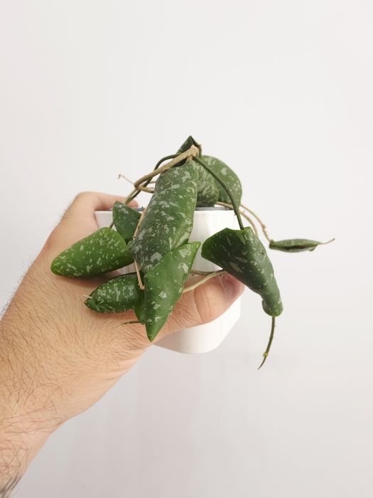 Hoya Imbricata 1