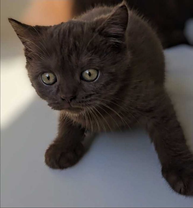 British Shothair chocolate macho com Lop