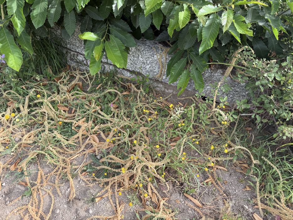 vendo pedras de lagar