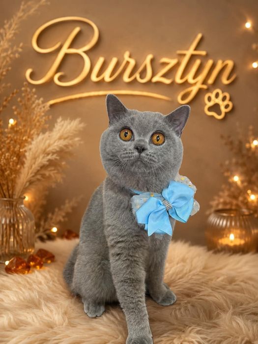 Roczny kot brytyjski  z rodowodem