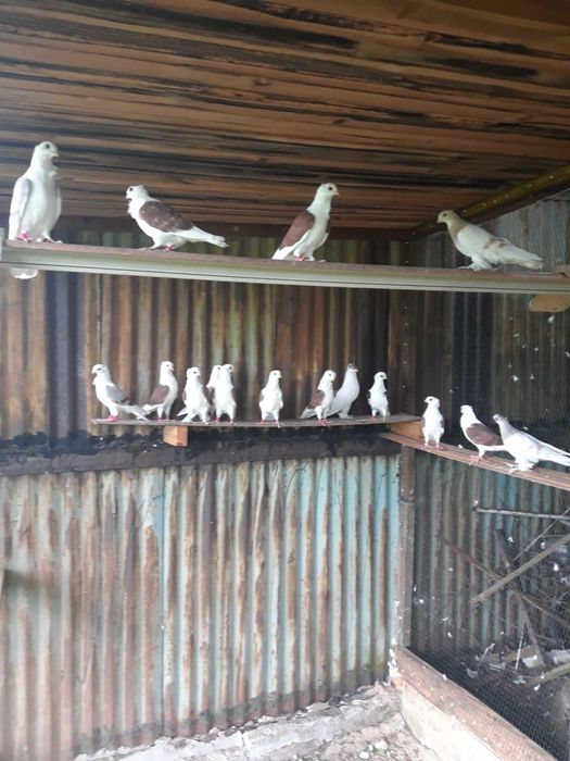 Sprzedam mewki młode