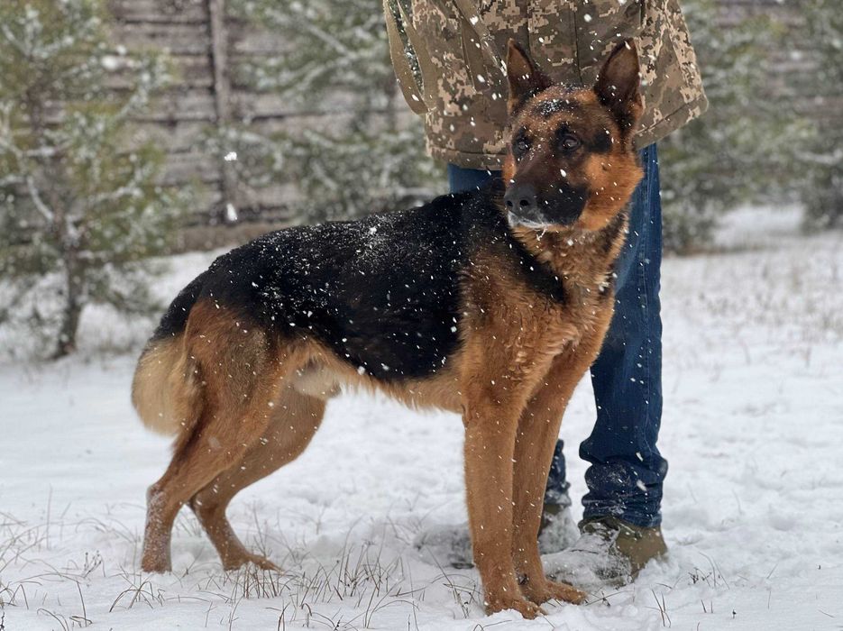 вівчар Вінс у добрі руки