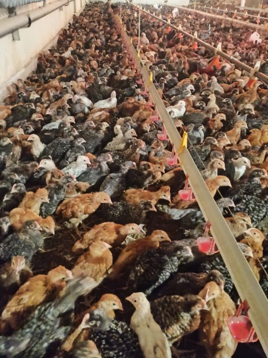 Kurczęta odchowane 8-śmio tygodniowe/brojlery mięsne SPRZEDAM!!!