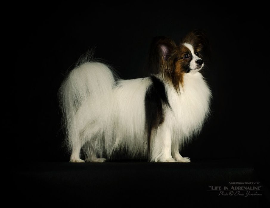 Папильон . Вязка