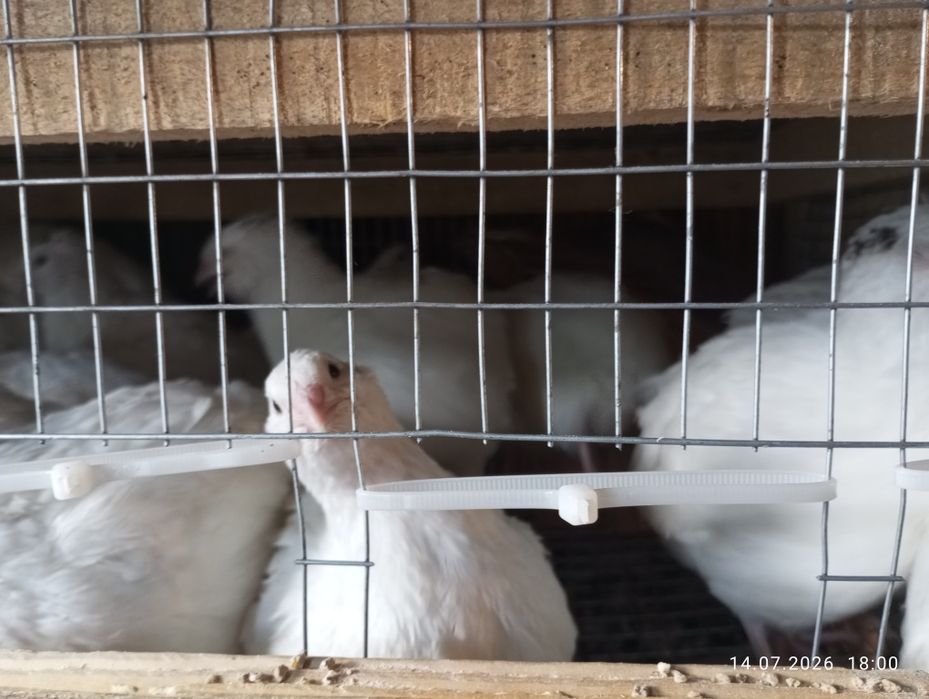 Продам перепелів "Техаський бройлер" різного виду