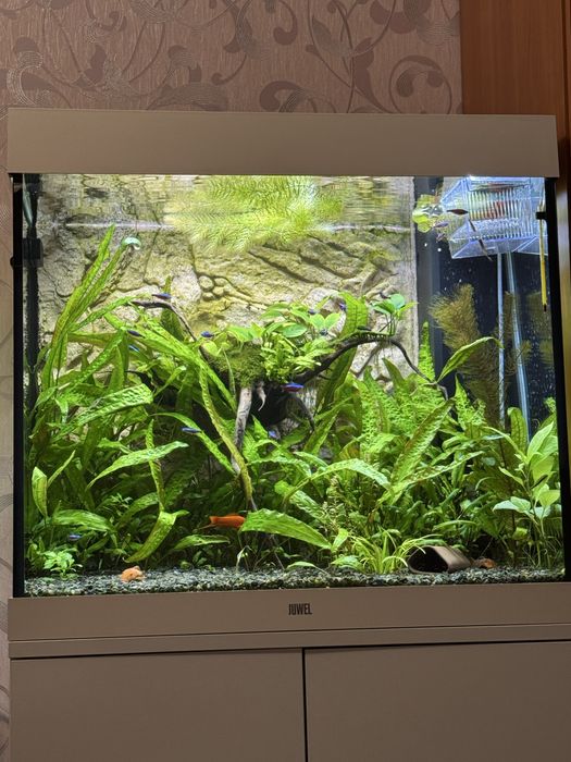 Рослини, меченосці, гуппі