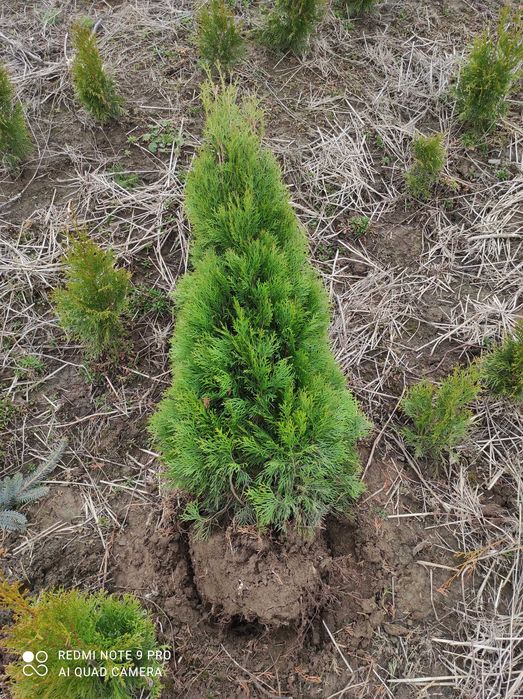 Tuja szmaragd   120 cm, bryła korzeniowa 6 l, bezproblemowe przyjęcie