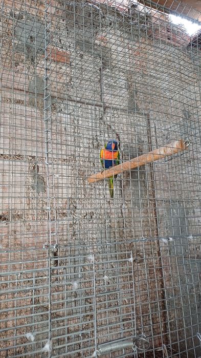 Casal de loris molucanos