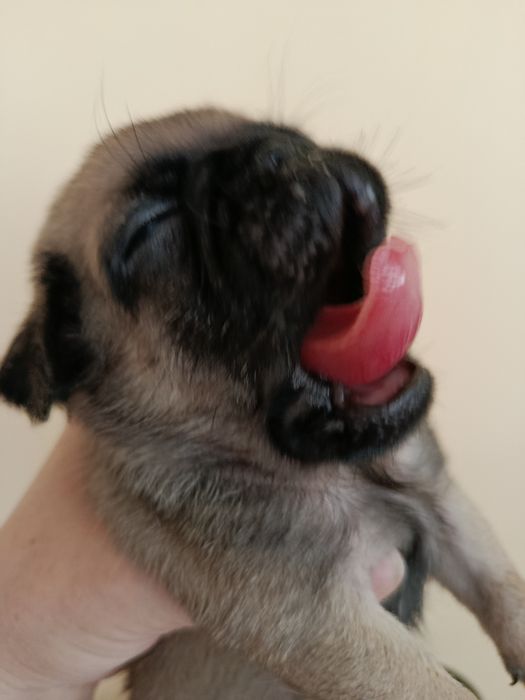 Шикарний хлопчик