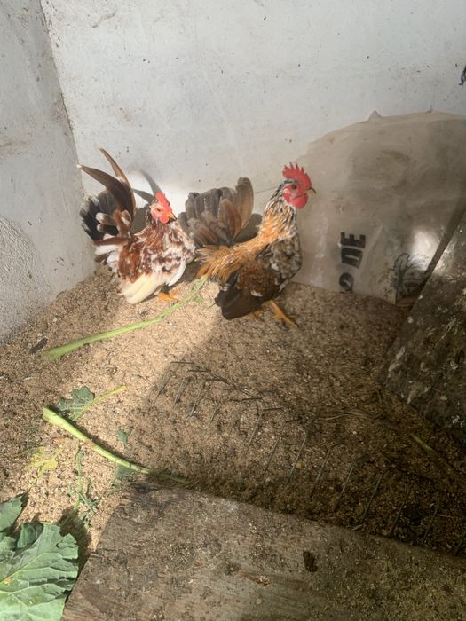 Mini serames aves doceis