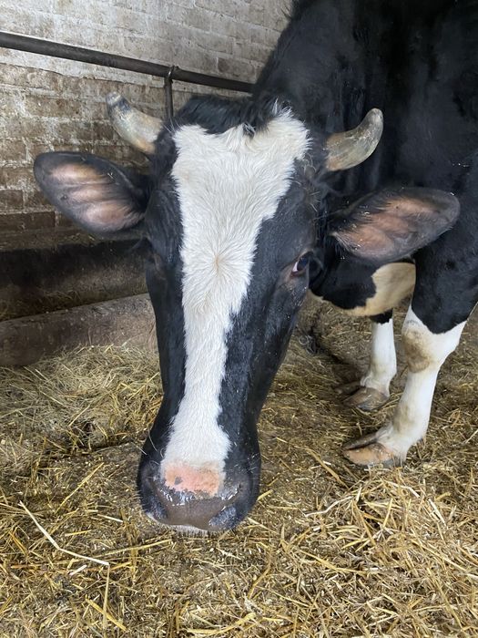 Продам телицю. Породи Голштин.