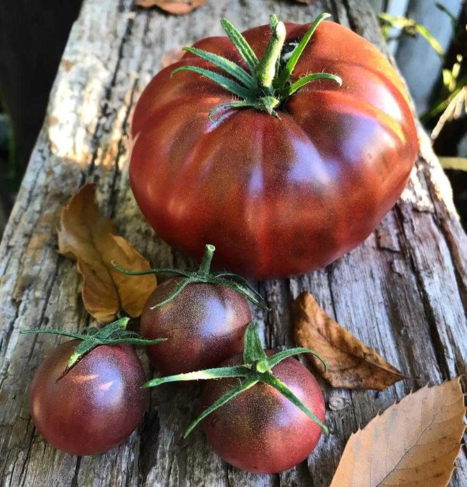 20 sementes de Tomate Negro Crimeia