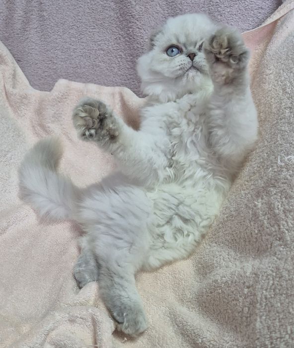 Голубоглаза красуня!