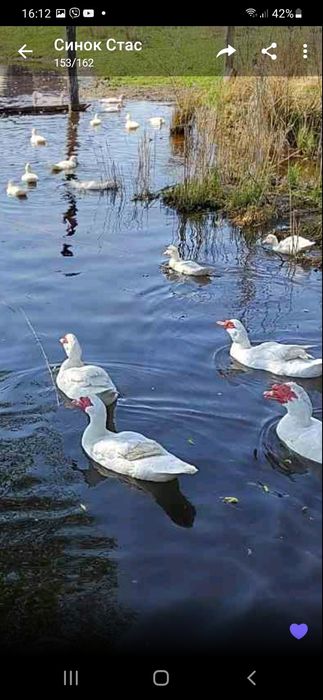 Інкубаційне яйце мускусних качок німецької лінії