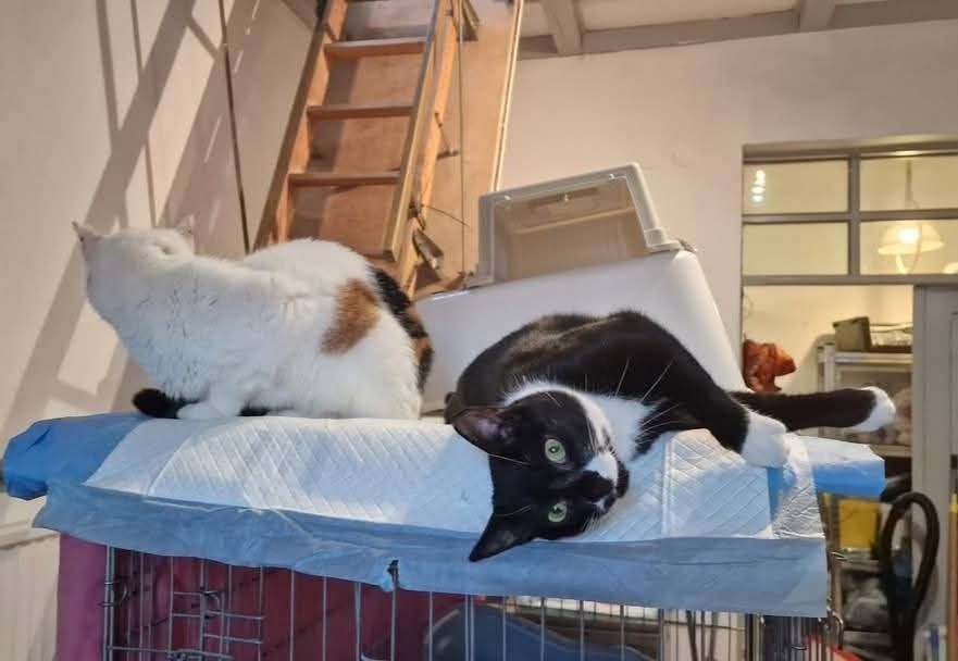 Aniołek -naczelny miziak szuka domku