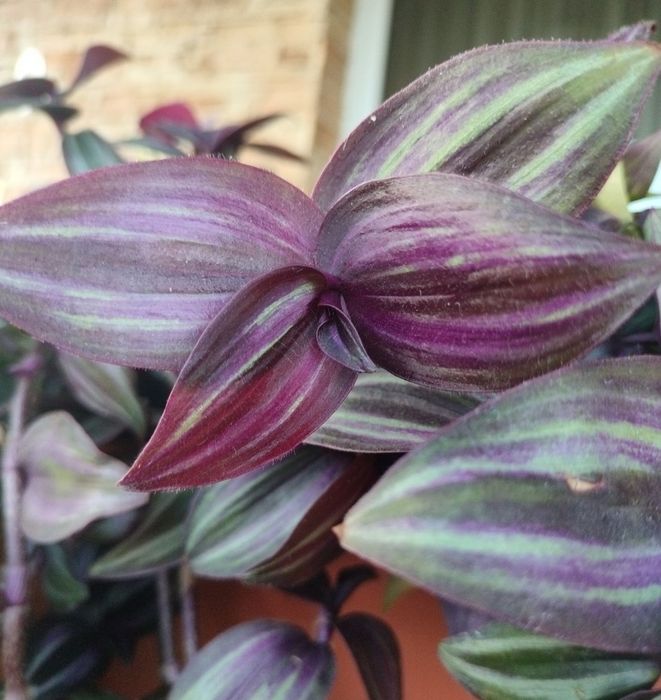 Trzykrotki callisie zebriny