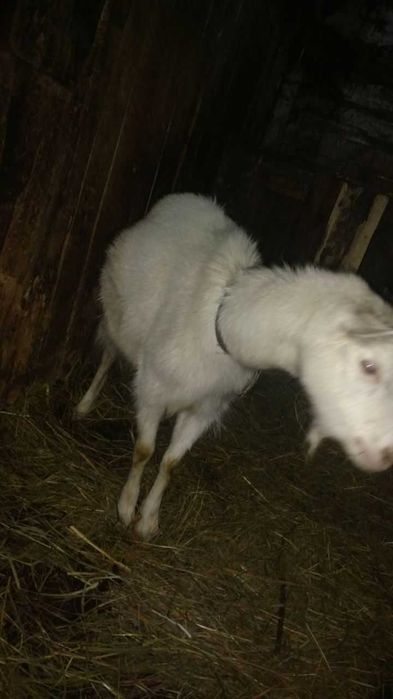 Дойная коза безрогая