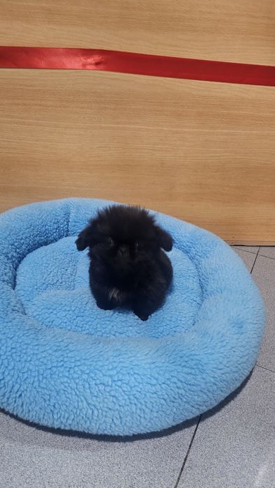 Pequinês preto macho