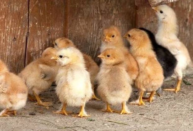 Продам курчата і гусенята