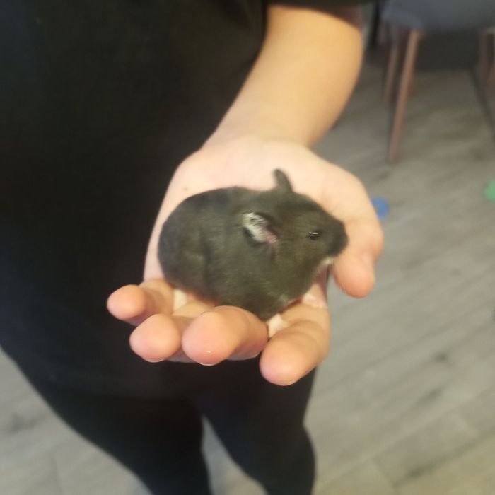 Chomiaky oddam za darmo