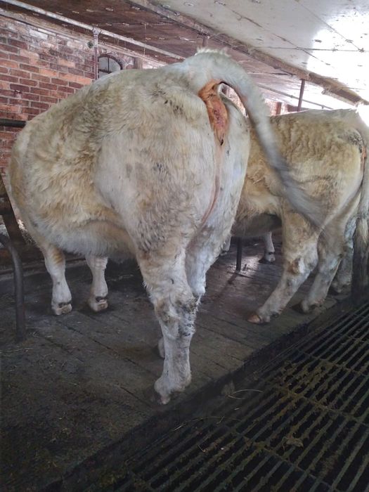 Krowy mamki krowa mamka wysokocielne charolaise szarolez CHysokC