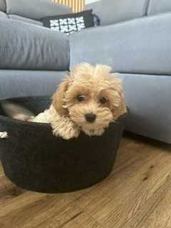 Śliczny piesek Maltipoo