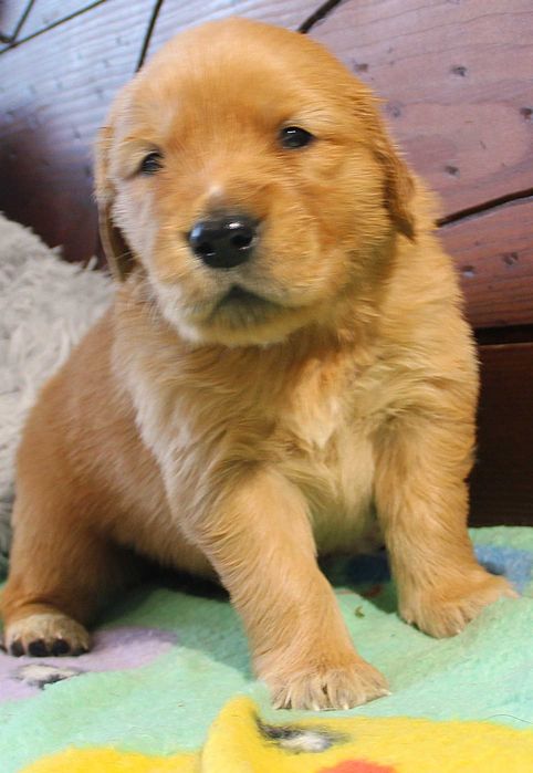 Chłopczyk ciemnozłoty linii Amerykański Golden Retriever